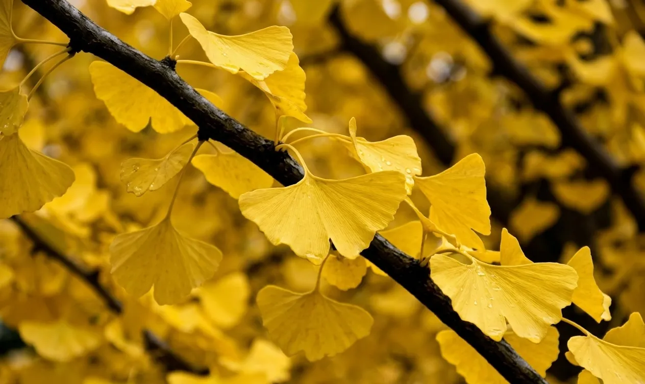 Ginkgo Biloba — Microcirculation activator